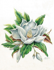 Magnolia / Main Image